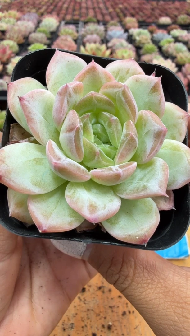 东云多肉园二店-77