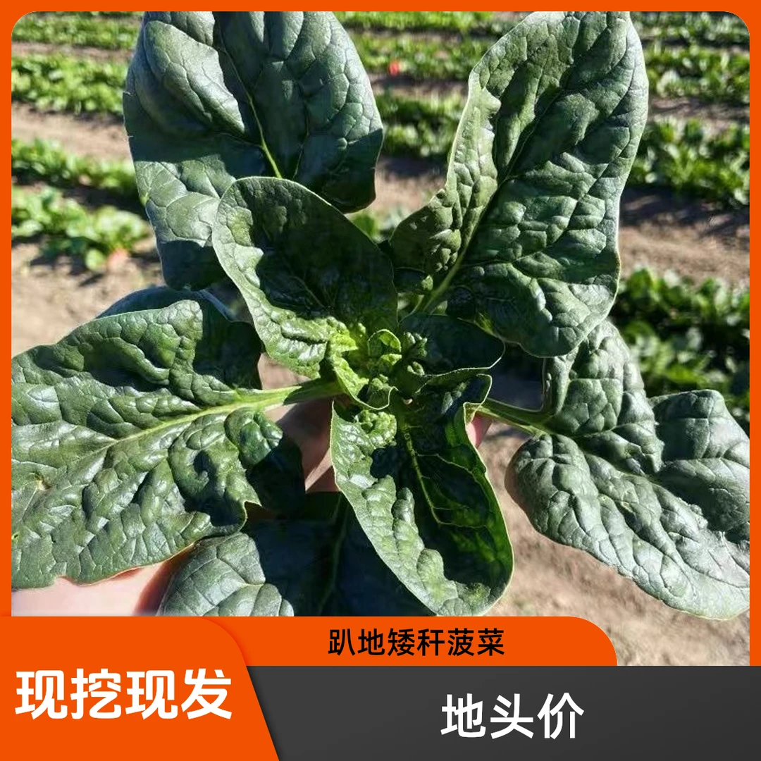 河南冬季露天霜打趴地小菠菜红根矮秆厚叶甜菠菜新鲜蔬菜现挖现发