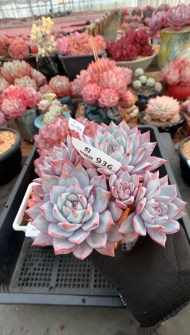 936粉蓝鸟多肉植物一物一拍