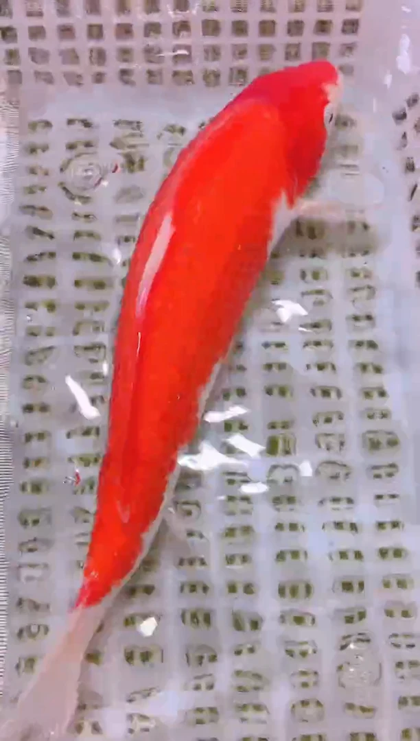 锦鲤冷水观赏鱼全场包邮88