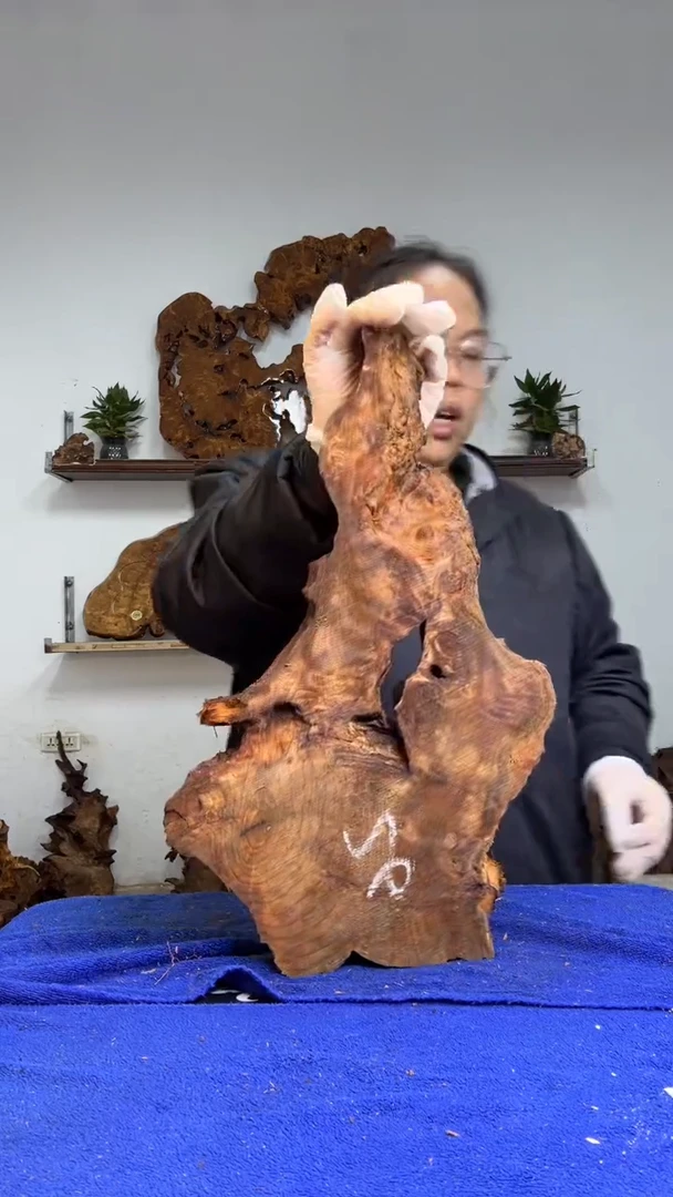 香杉树根瘤板材原料