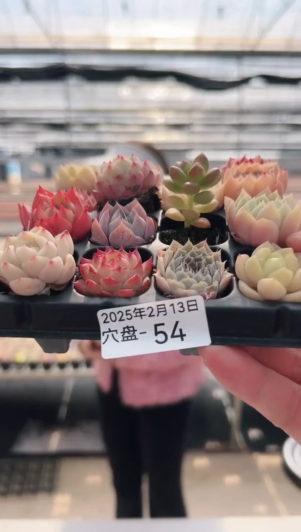 【闪购商品】穴盘-54