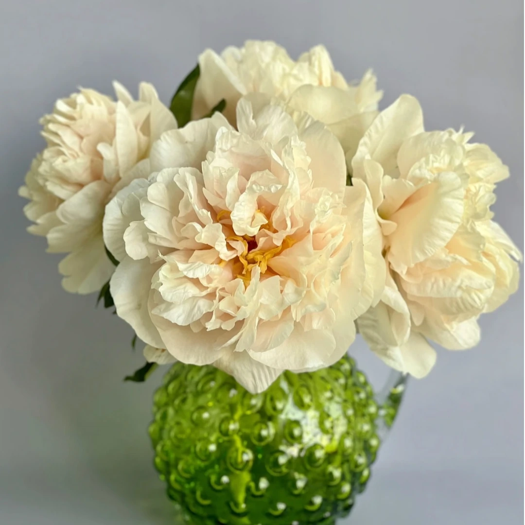 现货【阳光女孩】黄色系重瓣芍药鲜花，菏泽基地直发