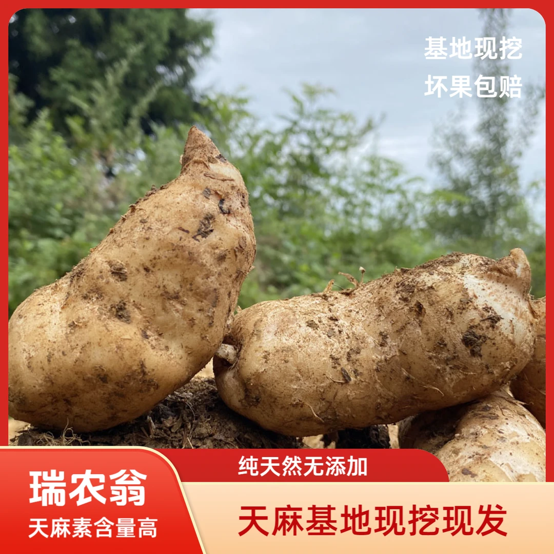 瑞农翁大方天麻中果贵州特产野外种植现挖现发500g现挖