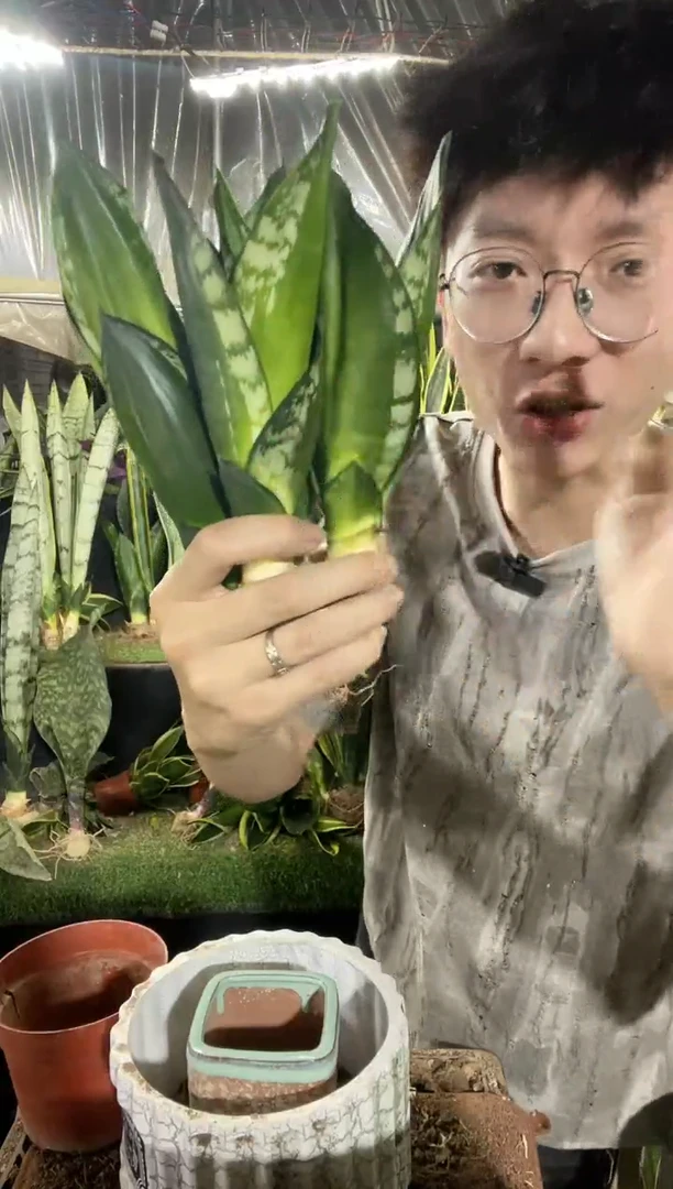 迷你星空裸根4棵9.9