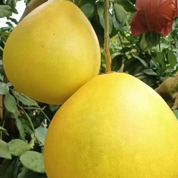 红心柚（本地新鲜水果）