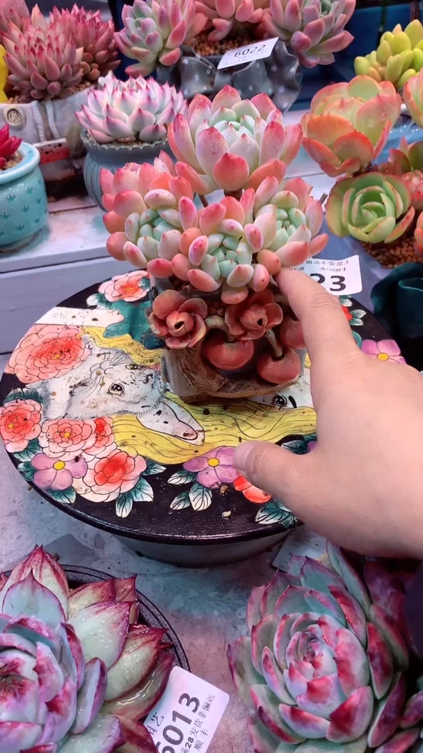 0423 模特区 望舒