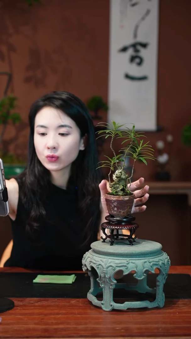 无花朵哈*.栀子花盆景盆景盆景