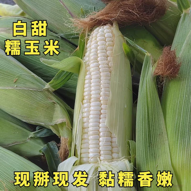 【新鲜白糯玉米】糯苞谷嫩苞谷玉米棒黏苞米8个包邮