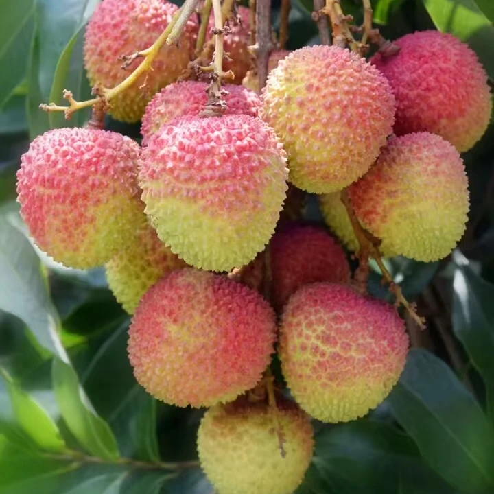 【大果】广西妃子笑新鲜荔枝5斤10斤（大果18-25g）广西壮族自治区