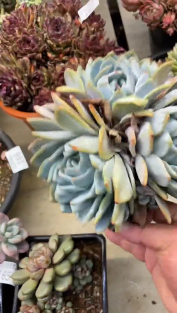 【闪购商品】167陈梦露