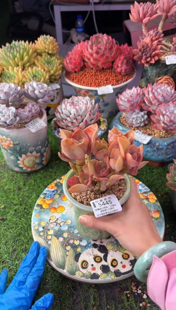 昆明印象多肉5445