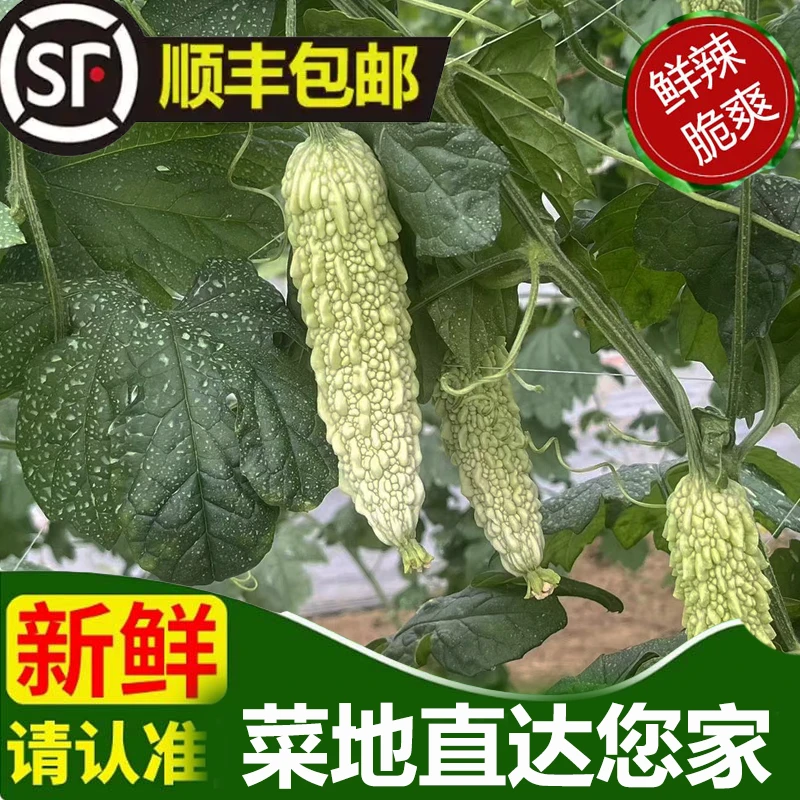白米苦瓜春夏赣南种植新茬白苦瓜清爽微苦做菜佳品顺丰保鲜包邮