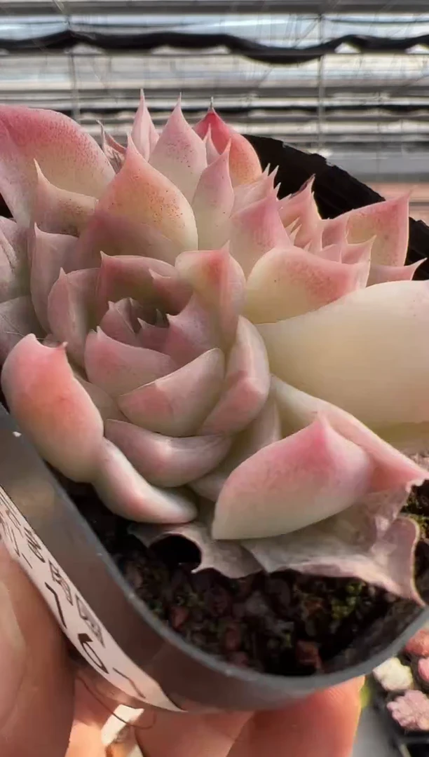 【闪购商品】福利多肉-161