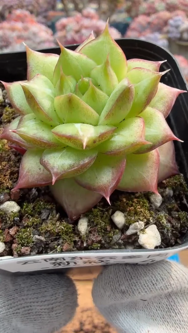 东云多肉园二店-476