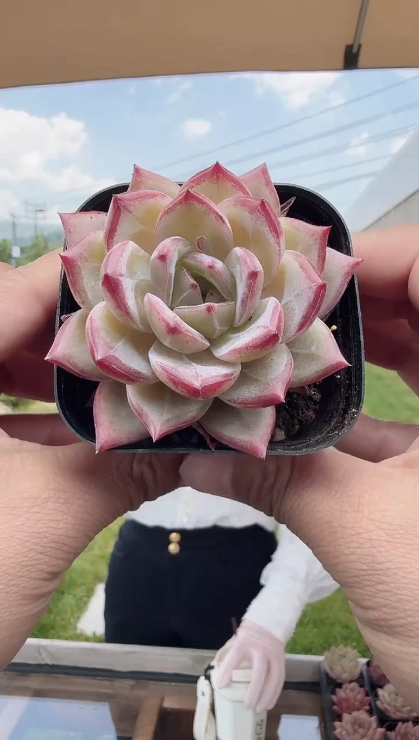 东云多肉园新款-09