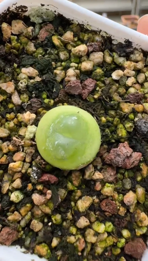 【闪购商品】3-163