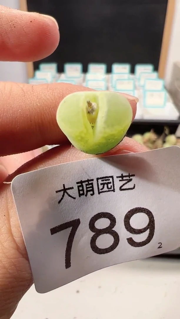 【闪购商品】++++789小雀斑