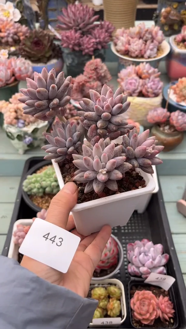 443群生红蜻蜓多肉