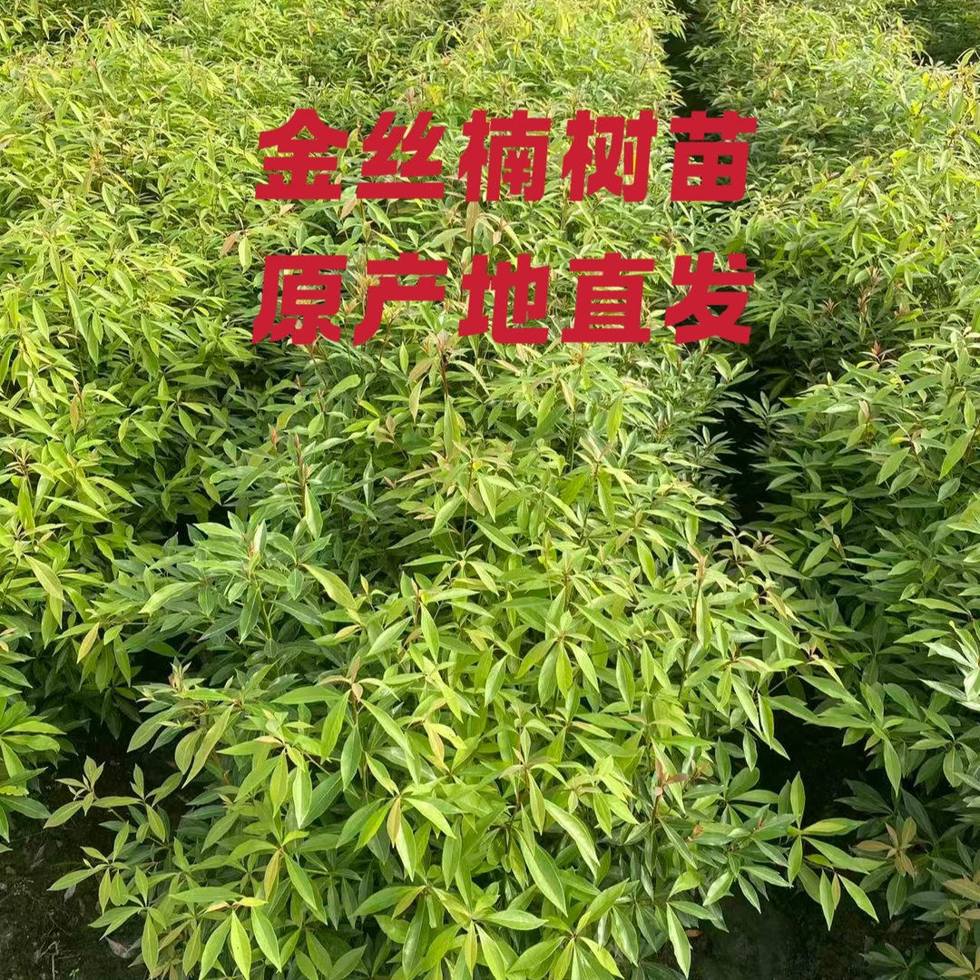四季常青的小叶桢楠金丝楠木树苗1米（4课）