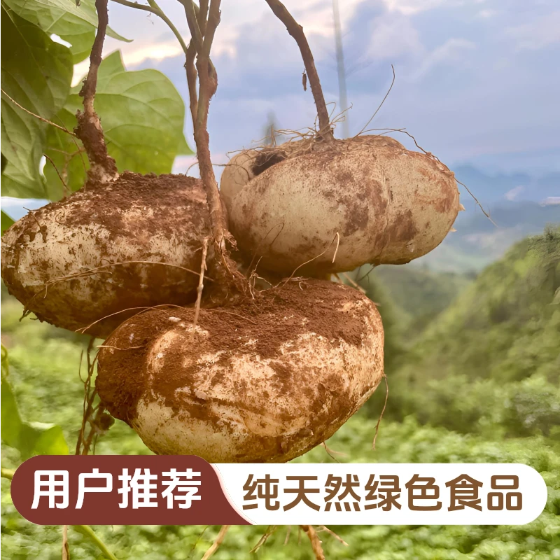 贵州新鲜现挖地萝卜凉薯脆甜多汁凉薯地瓜