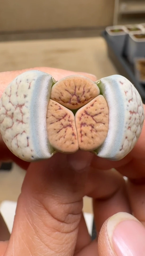 【闪购商品】1/21-348