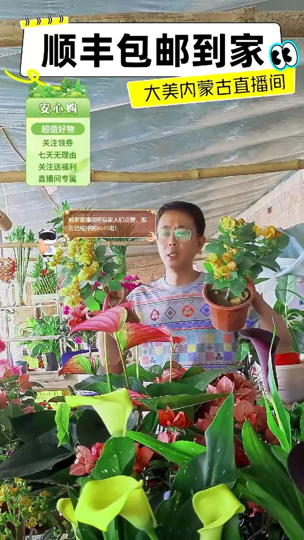完全开放加州黄三角梅