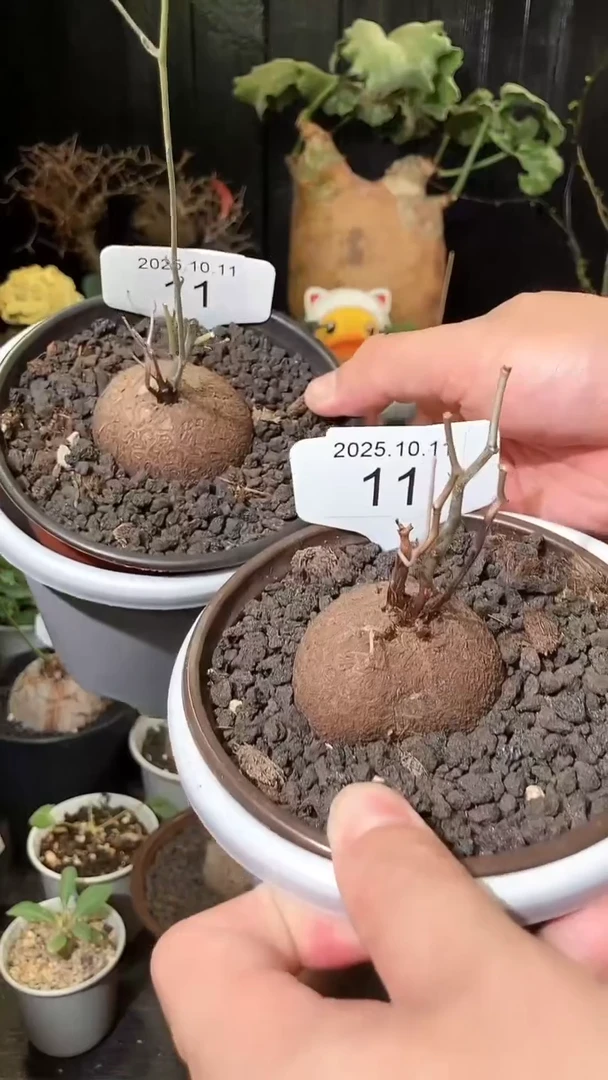 11号1011南非龟甲龙福利特价组合