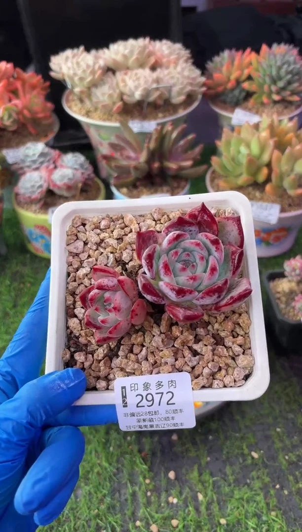 昆明印象多肉2972