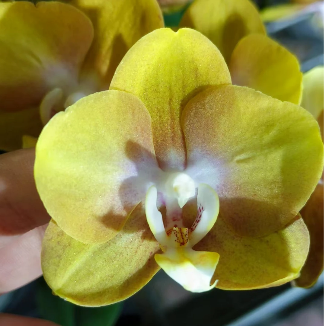蝴蝶兰 拉斯维加斯 带花带花苞无售后