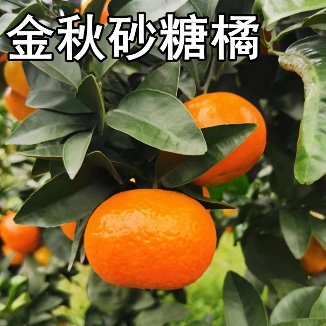 金秋砂糖桔苗树南北方地栽沙糖桔果树苗盆栽嫁接桔子树苗盆栽地栽