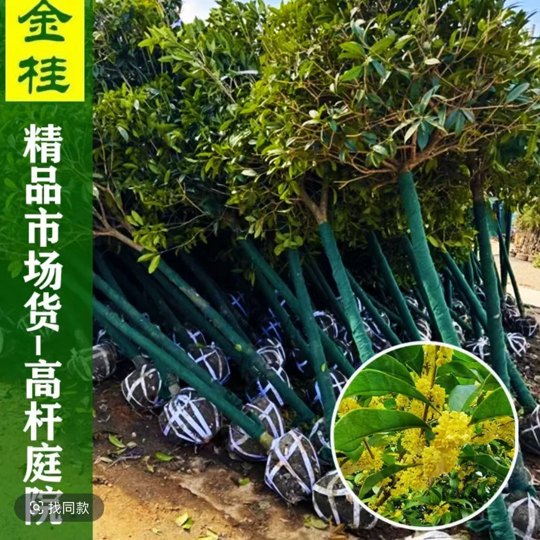 精品金桂花树八月金桂四季桂庭院地栽盆栽四季长青一物一拍