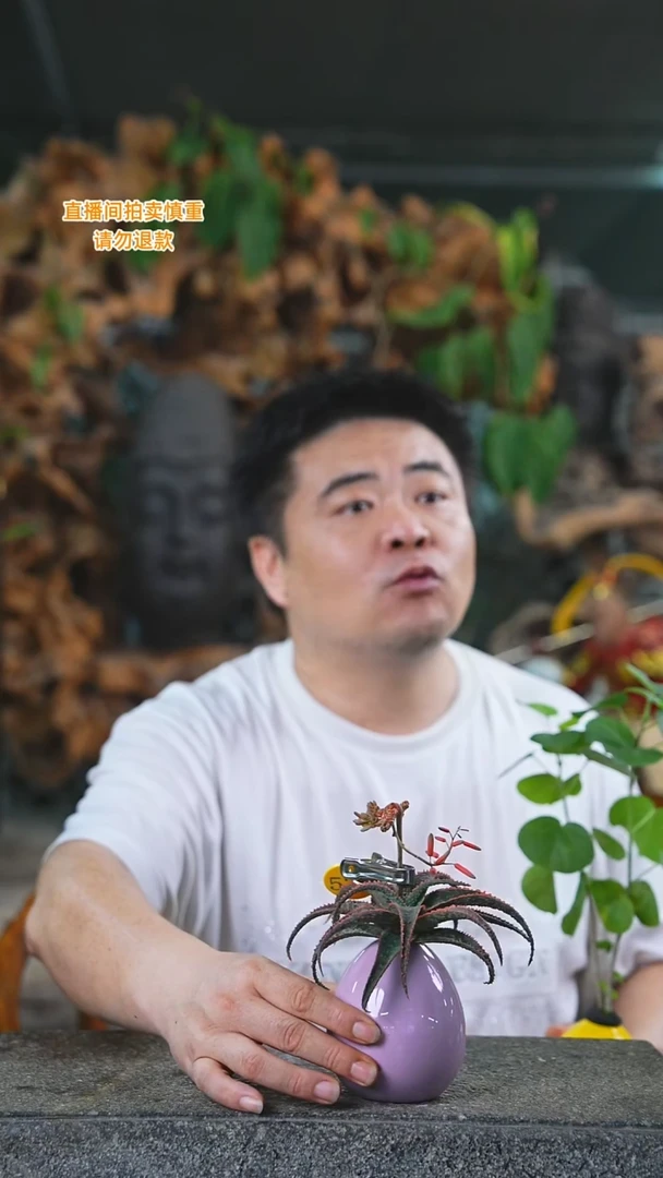 当前无花栽培后可以开花531圣诞芦荟（不一定带花，尽量挑带花的）T