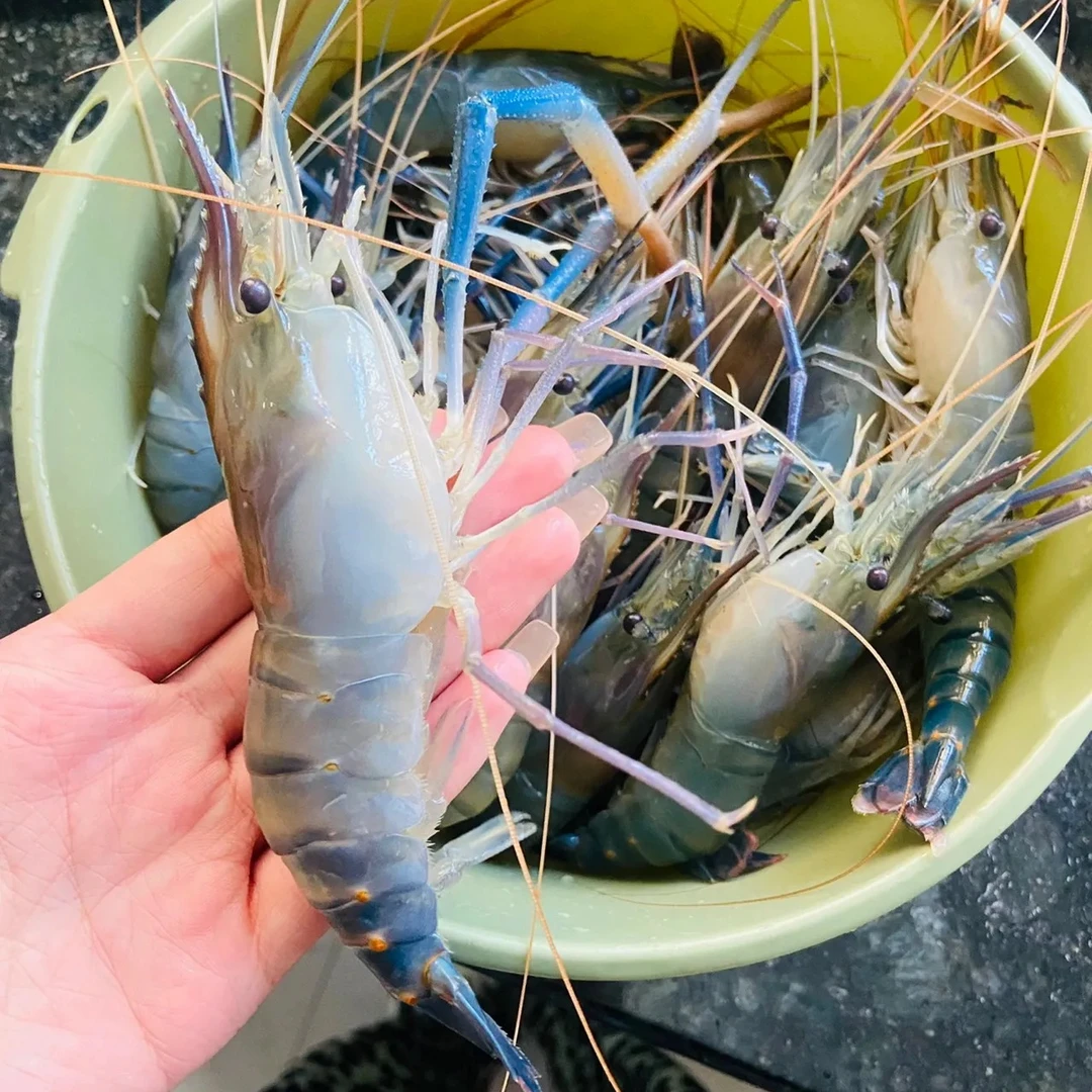 【小林盛成】大连鲜活罗氏虾 顺丰直发【保鲜不保活】
