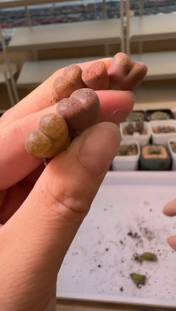24-11多肉植物肉锥