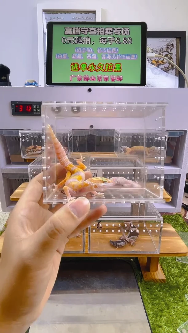 豹纹守宫豹纹肥尾苗子亚成成体