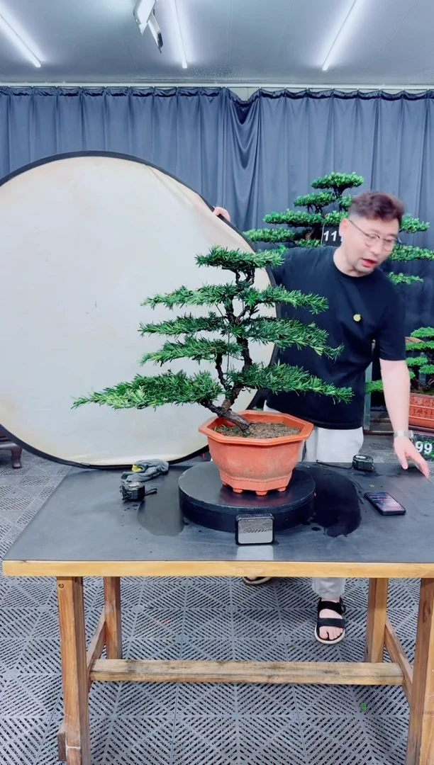 无花朵罗汉松盆景....