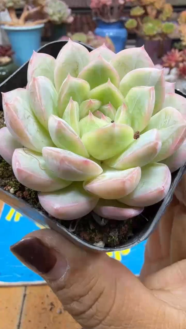 东云多肉园二店-111