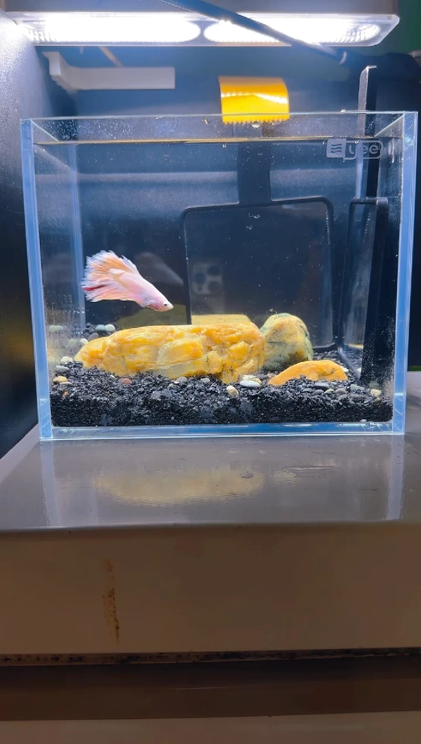 斗鱼斗鱼竞拍链接