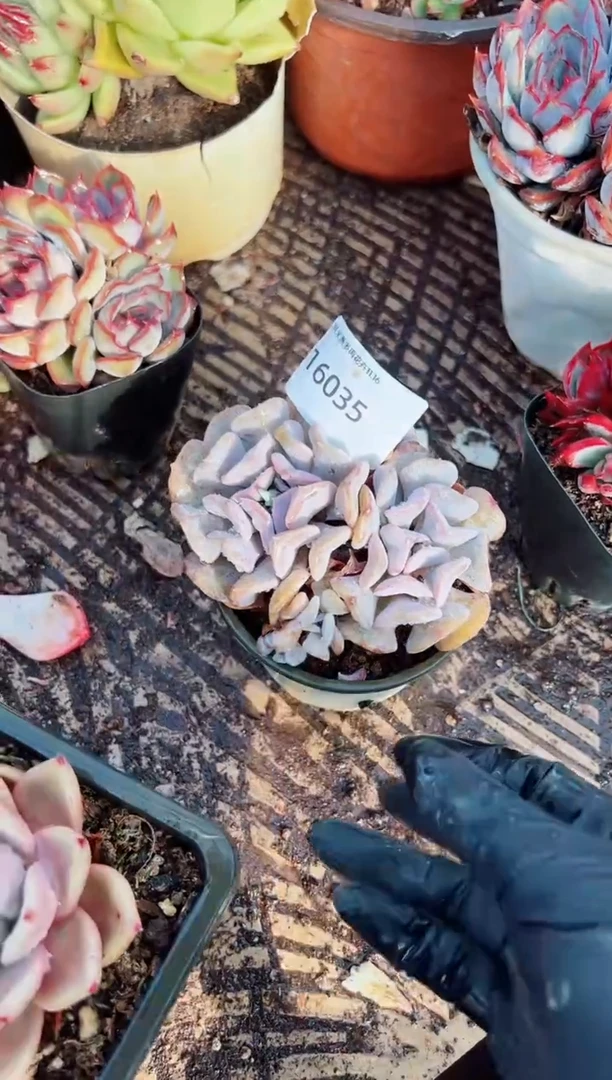 音*樱阿迷洲多肉花16035