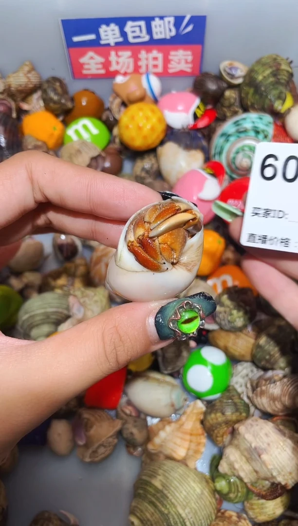 寄居蟹陌派甄选寄居蟹6038