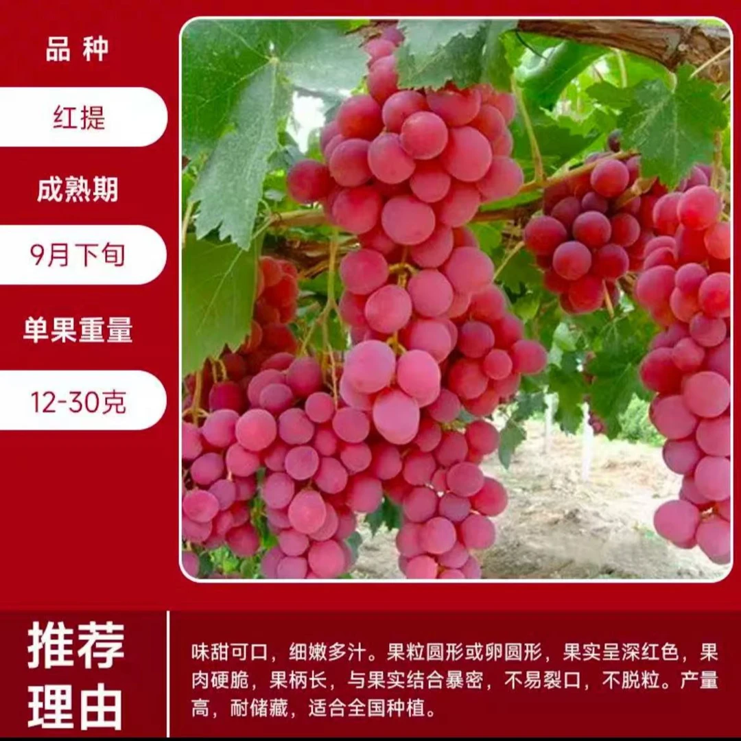 樱鲜巨峰葡萄盆栽地栽南北方种植果树葡萄树苗