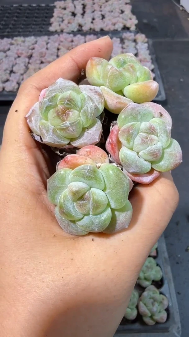 14号到手（5+1）棵-江北多肉