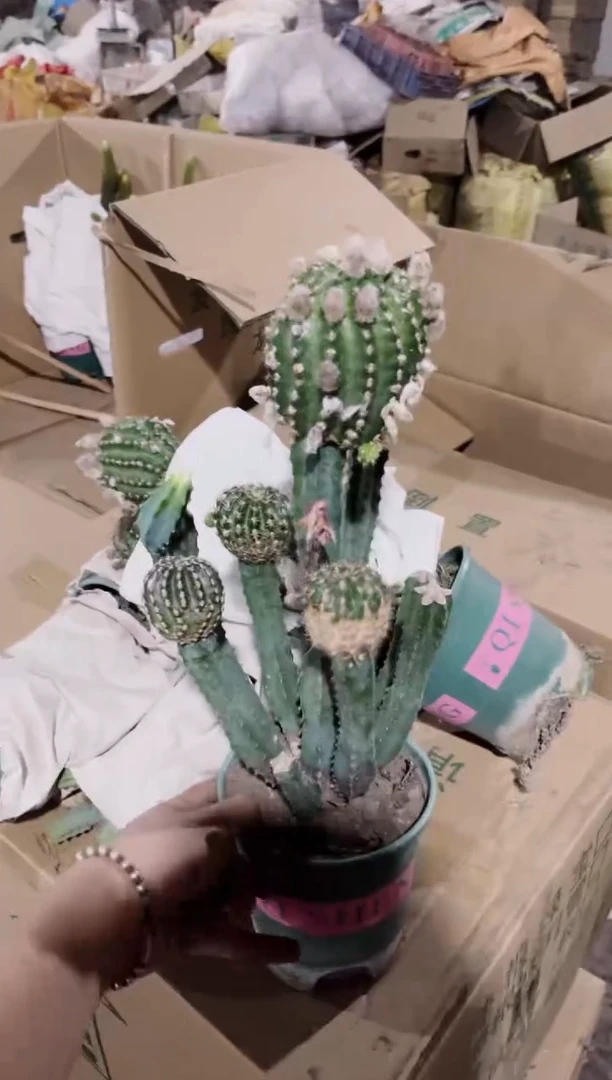 泰隆木【嫁接】丽花