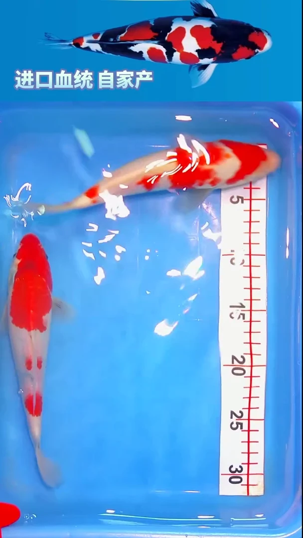 锦鲤福鲤源精选锦鲤-1