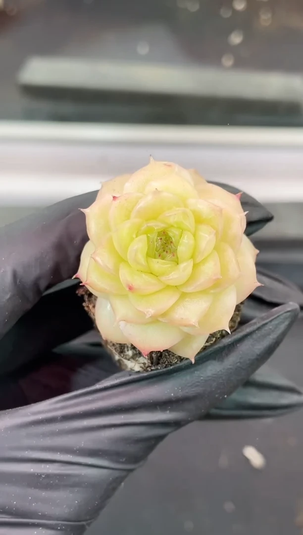 闪购1616 怜心多肉一颗  3.5-4厘米