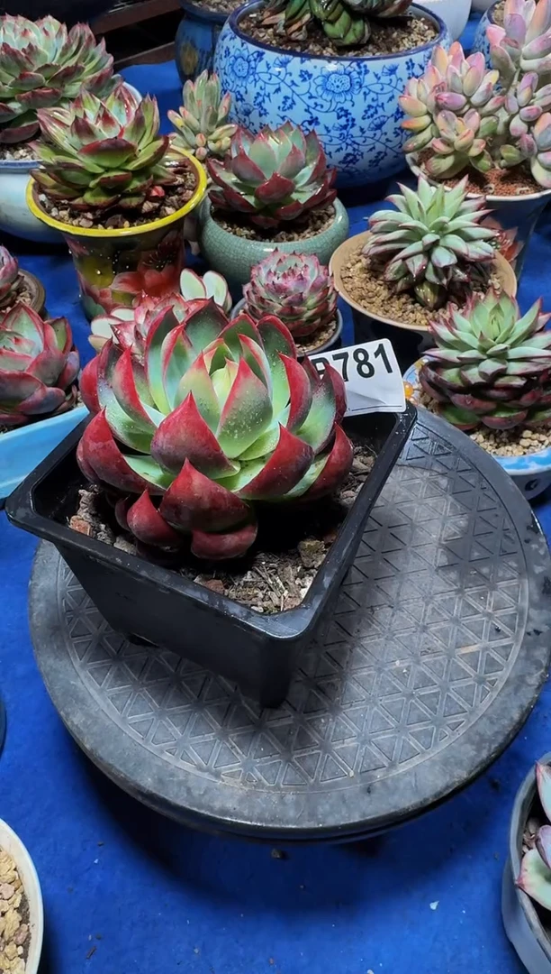 B781惊鸿仙子-（裸根发货）