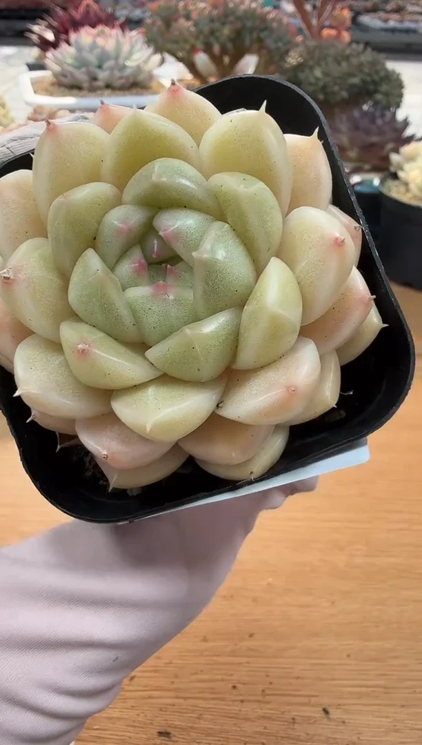 东云多肉园二店-30