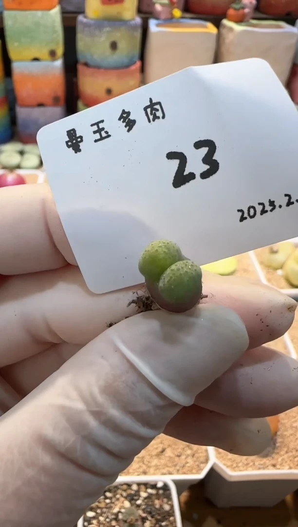 【闪购商品】25.2.17-23