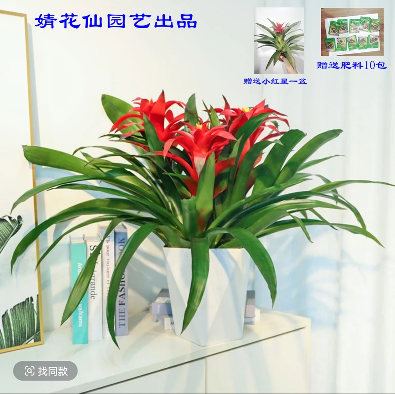 三株鸿运当头 凤梨小红星好养办公室 客厅绿植好养懒人植物